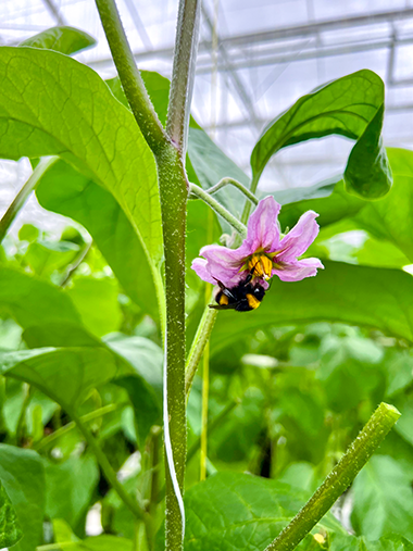 Nuttige insecten