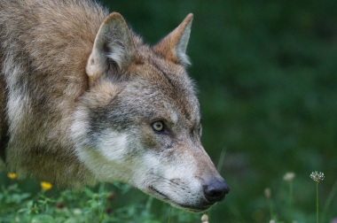 wolf