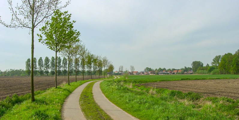 bomen langs openbare wegen