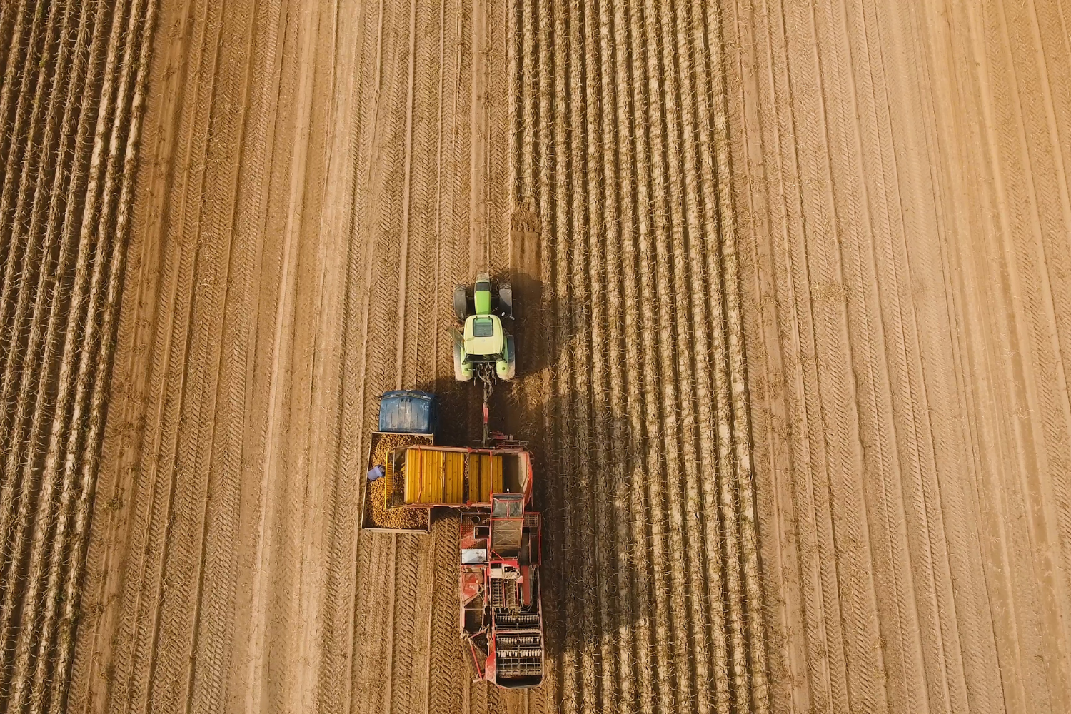 aardappelen_rooien