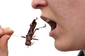 insecten eten