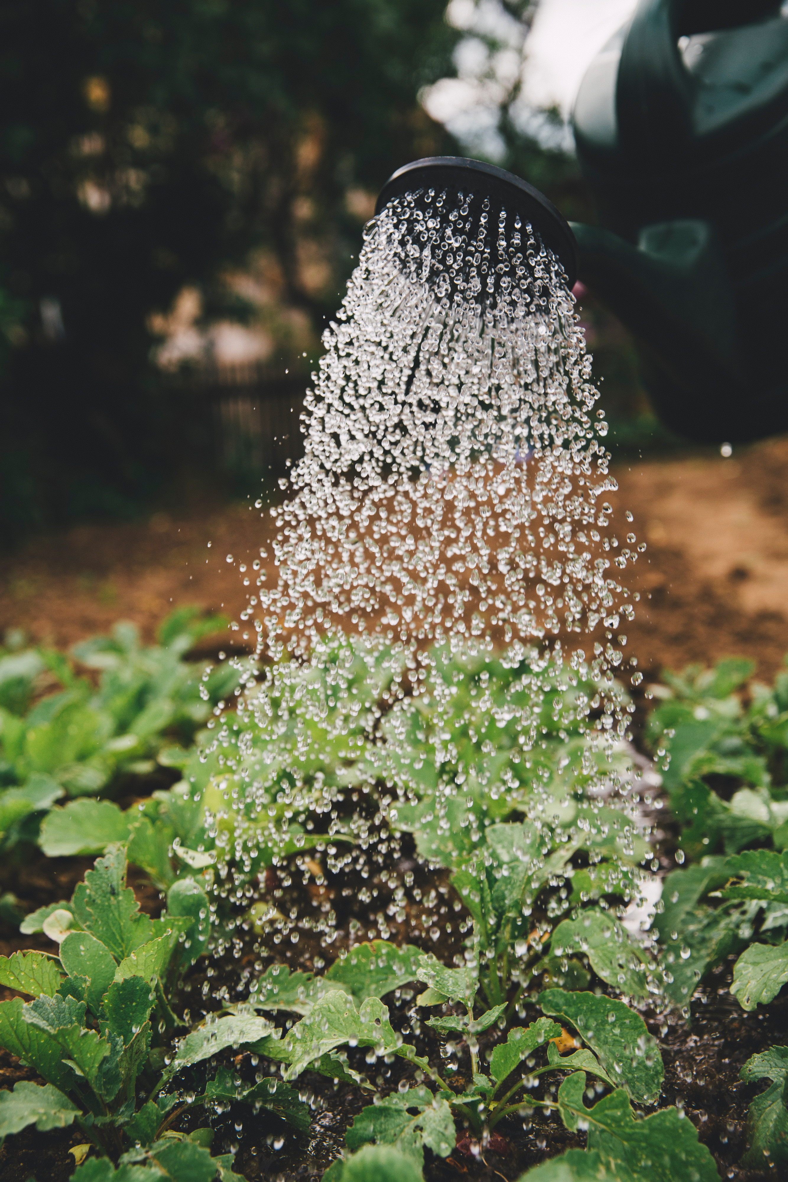 planten watergeven