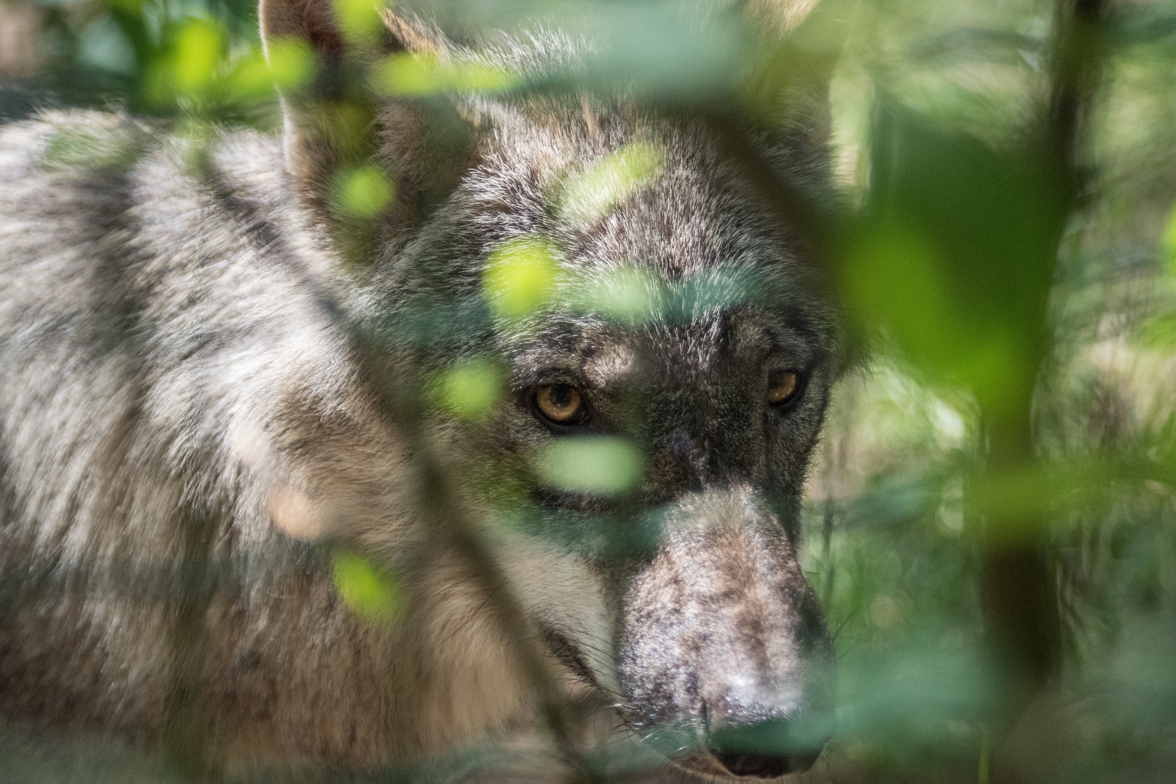 Wolf