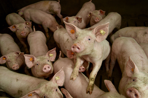 Varkens