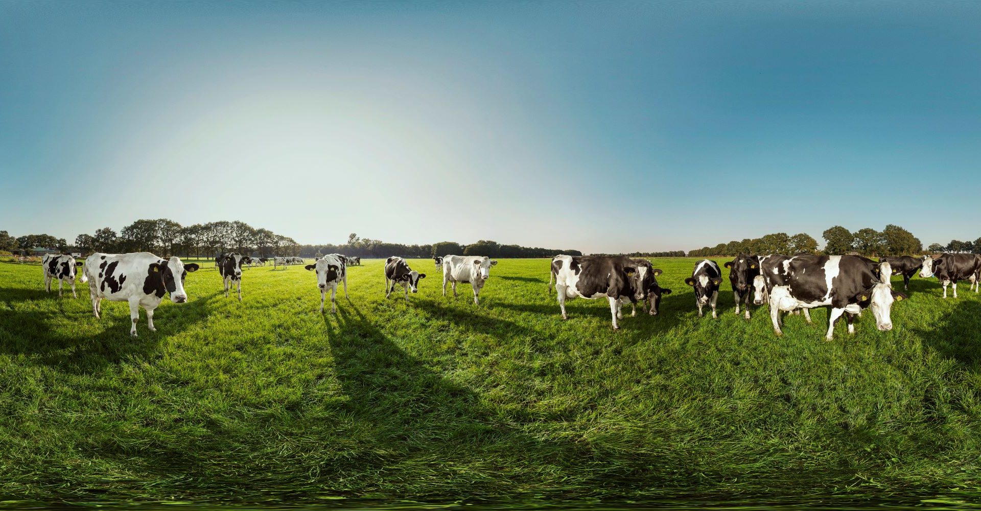 campina