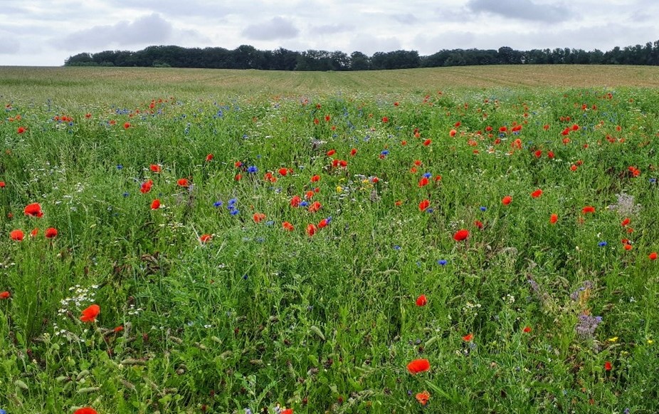 Bloemenranden
