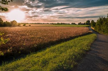 Veld bij zonsondergang