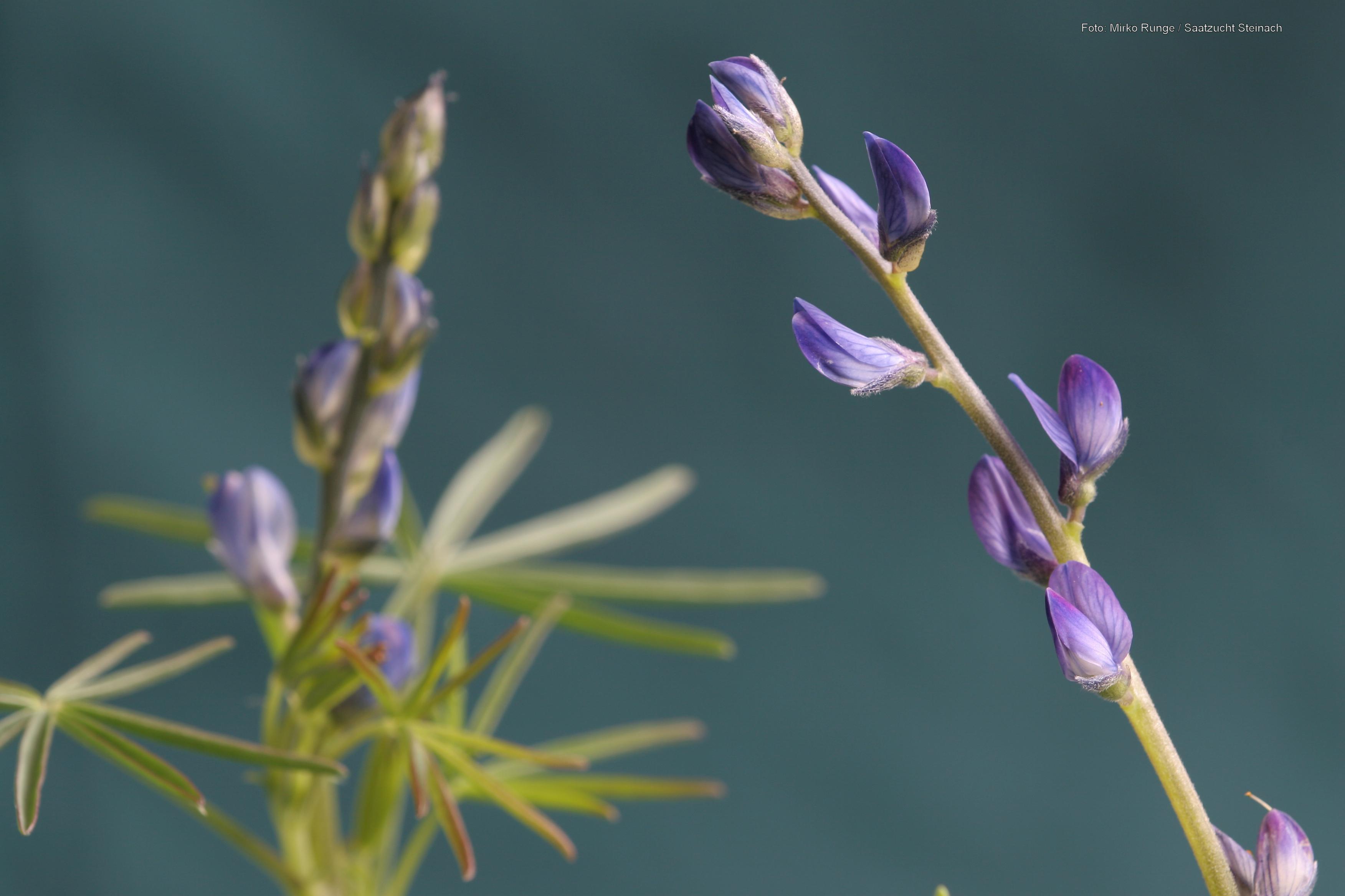 Blauwe lupine