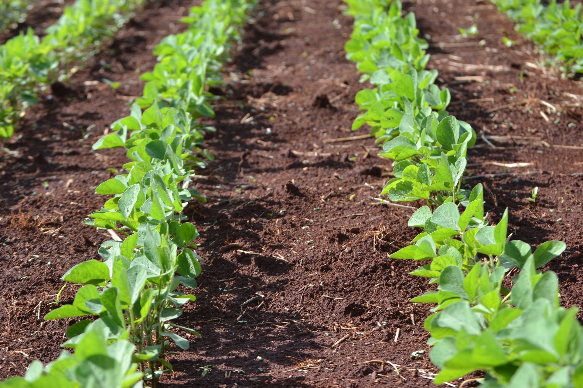 Soja plant