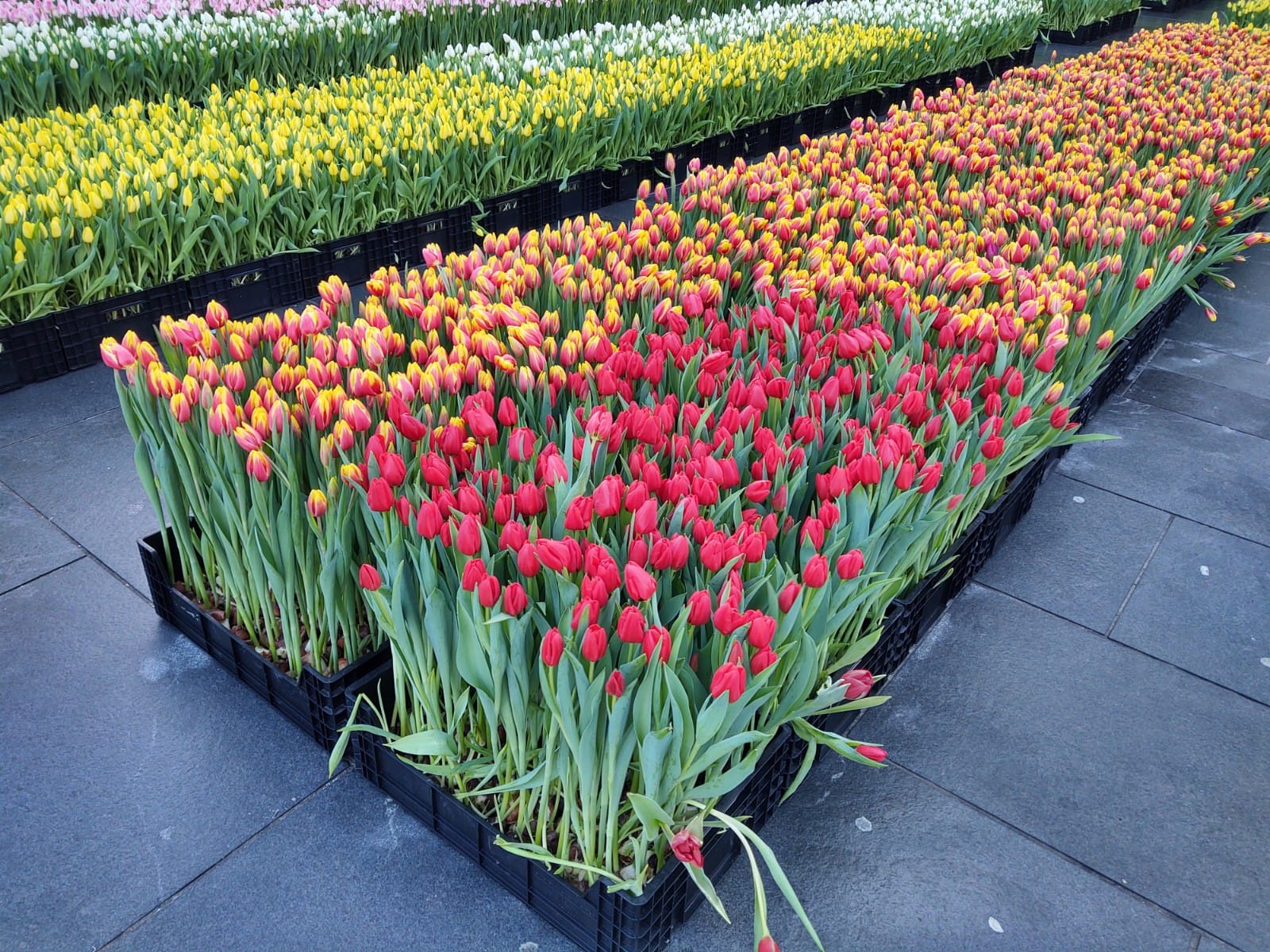 Pluktuin