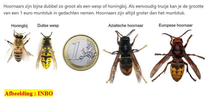 bijen