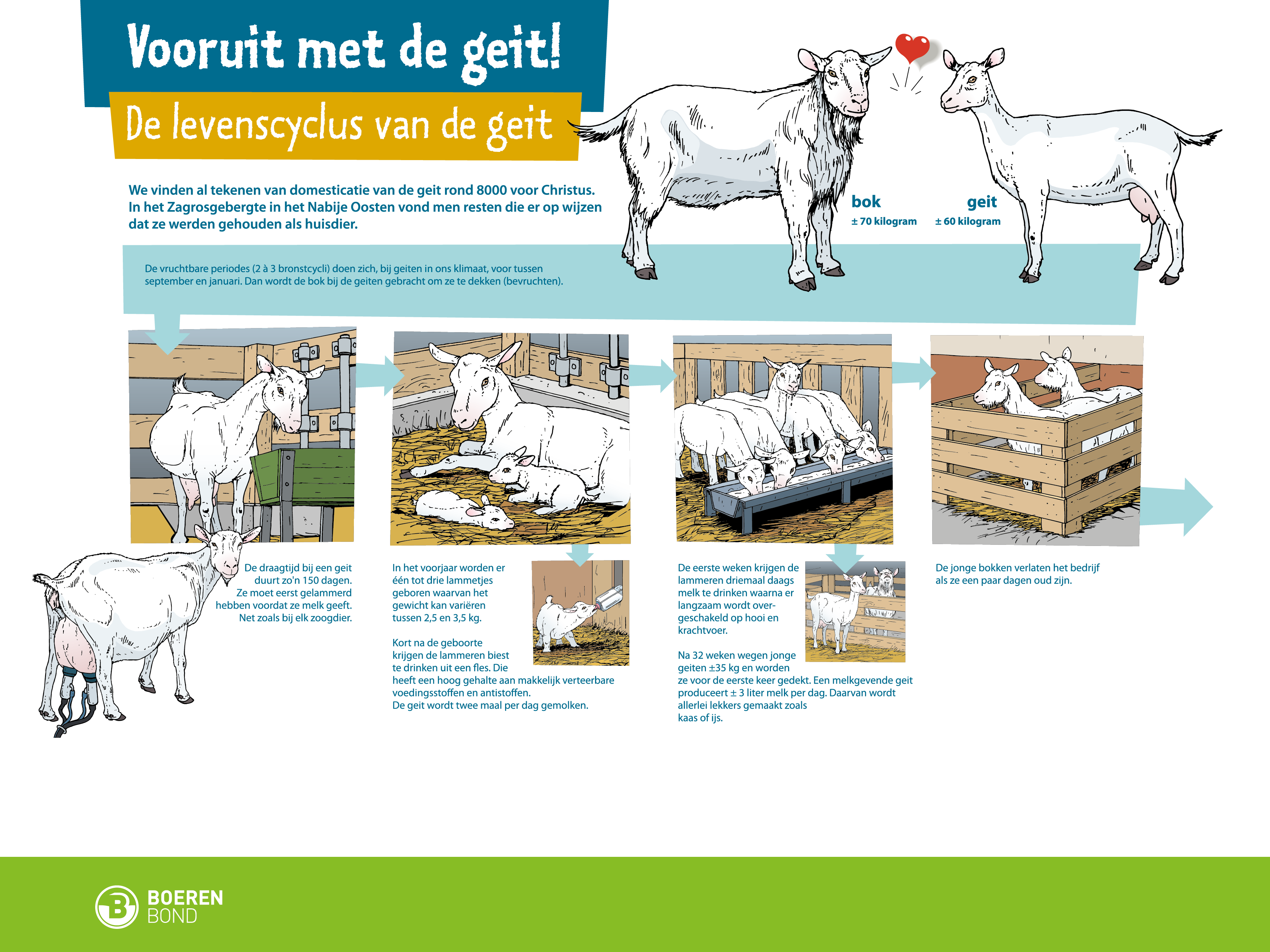 vooruit met de geit