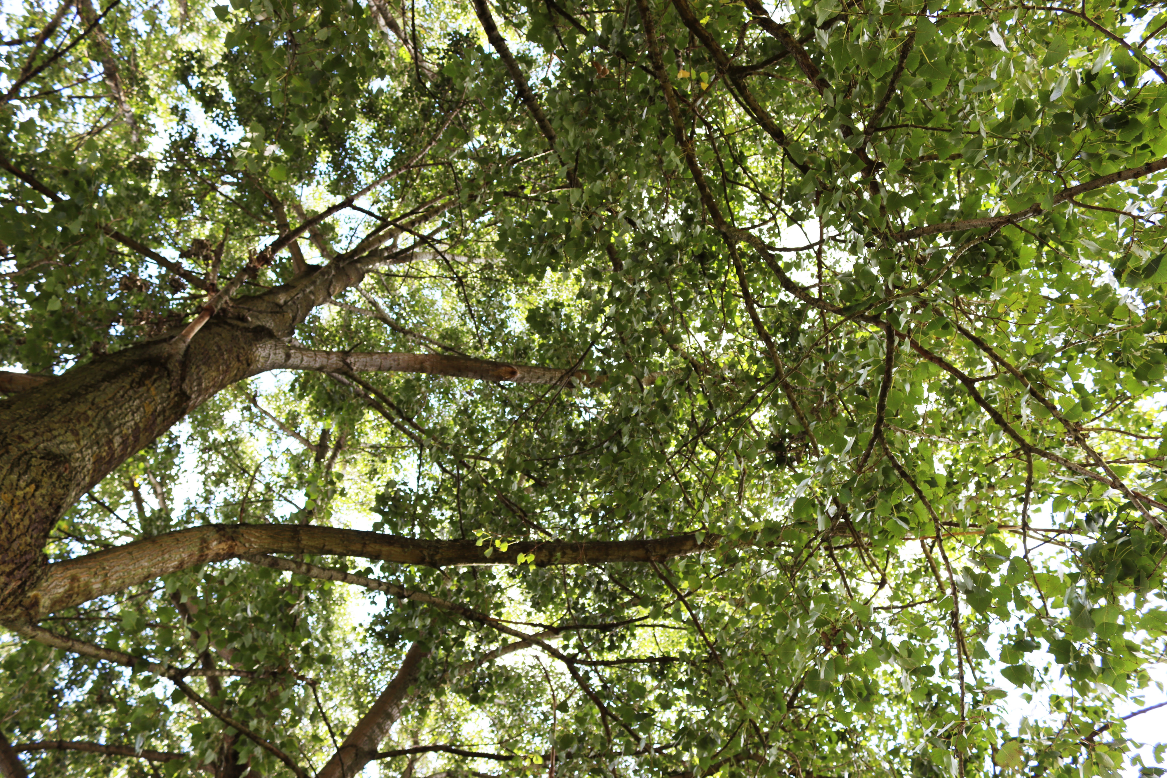 bomen