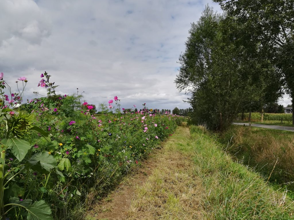 Bloemenrand