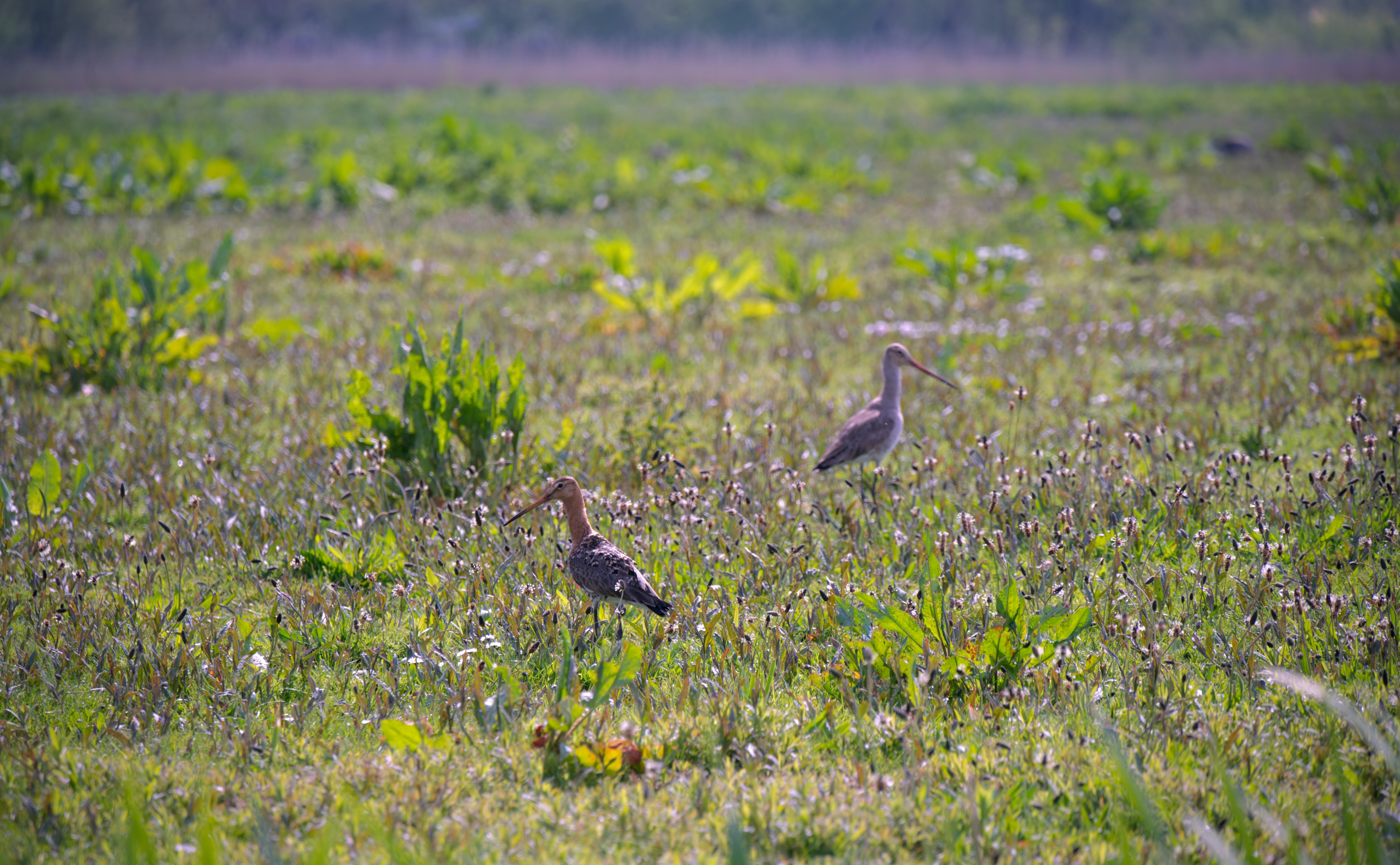 vogels
