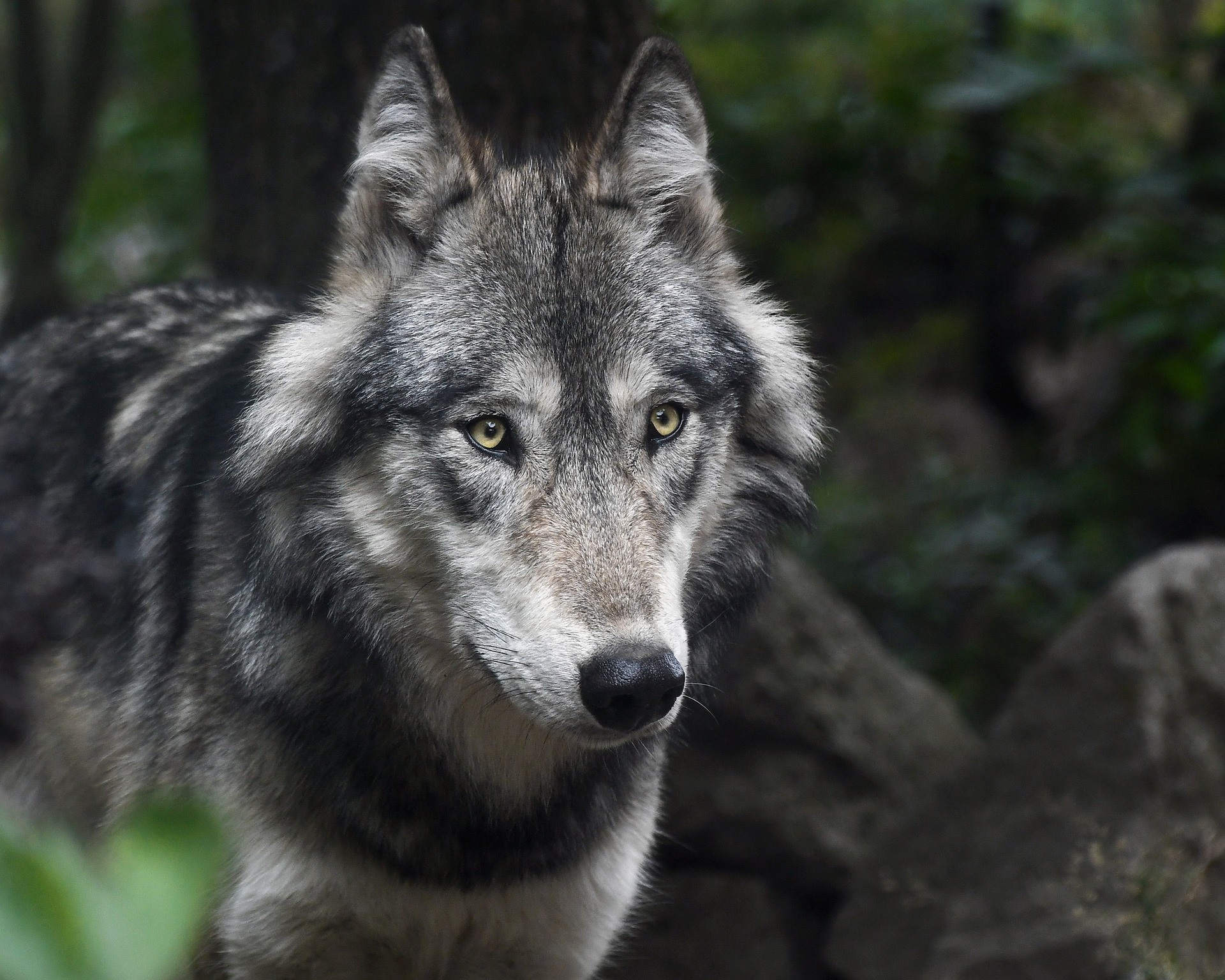 wolf