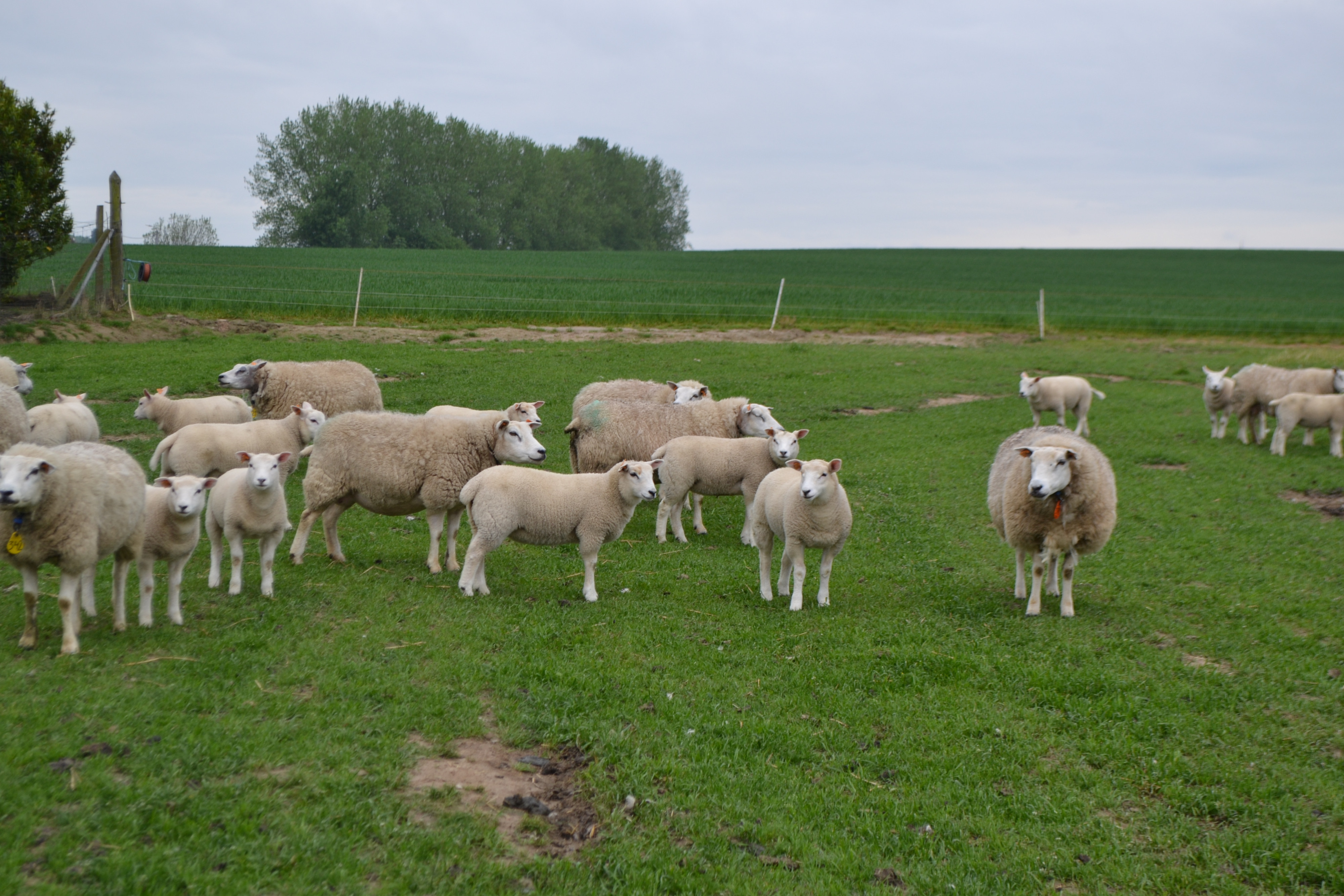 schapen