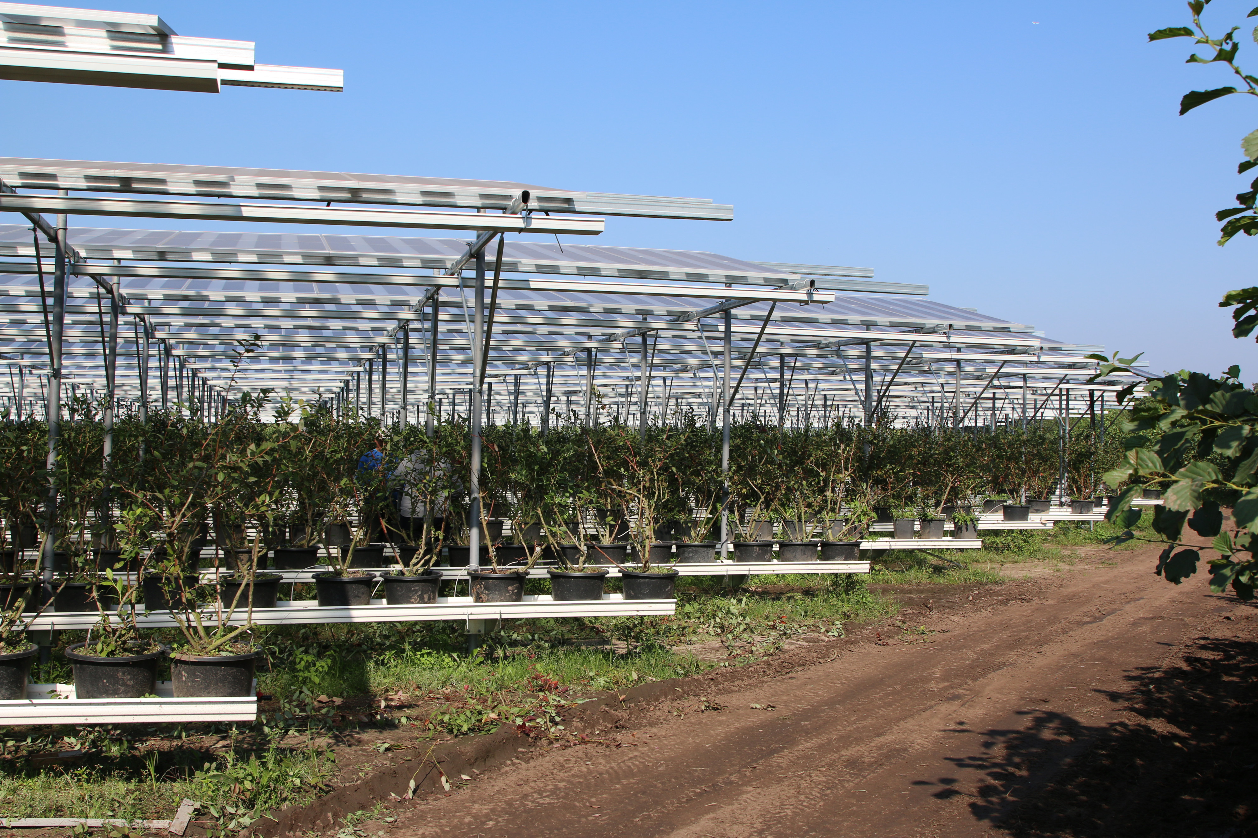 agrivoltaics