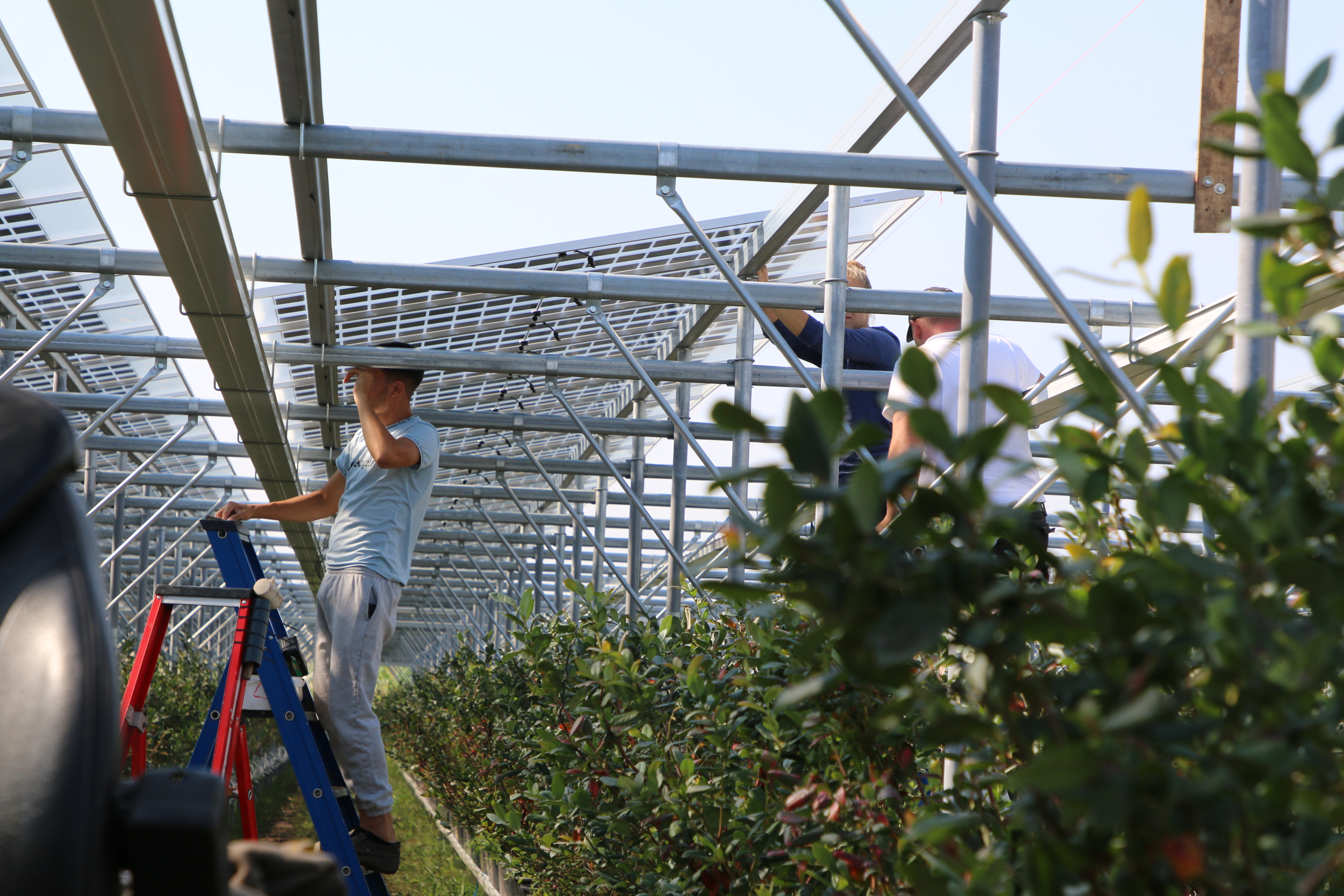 agrivoltaics