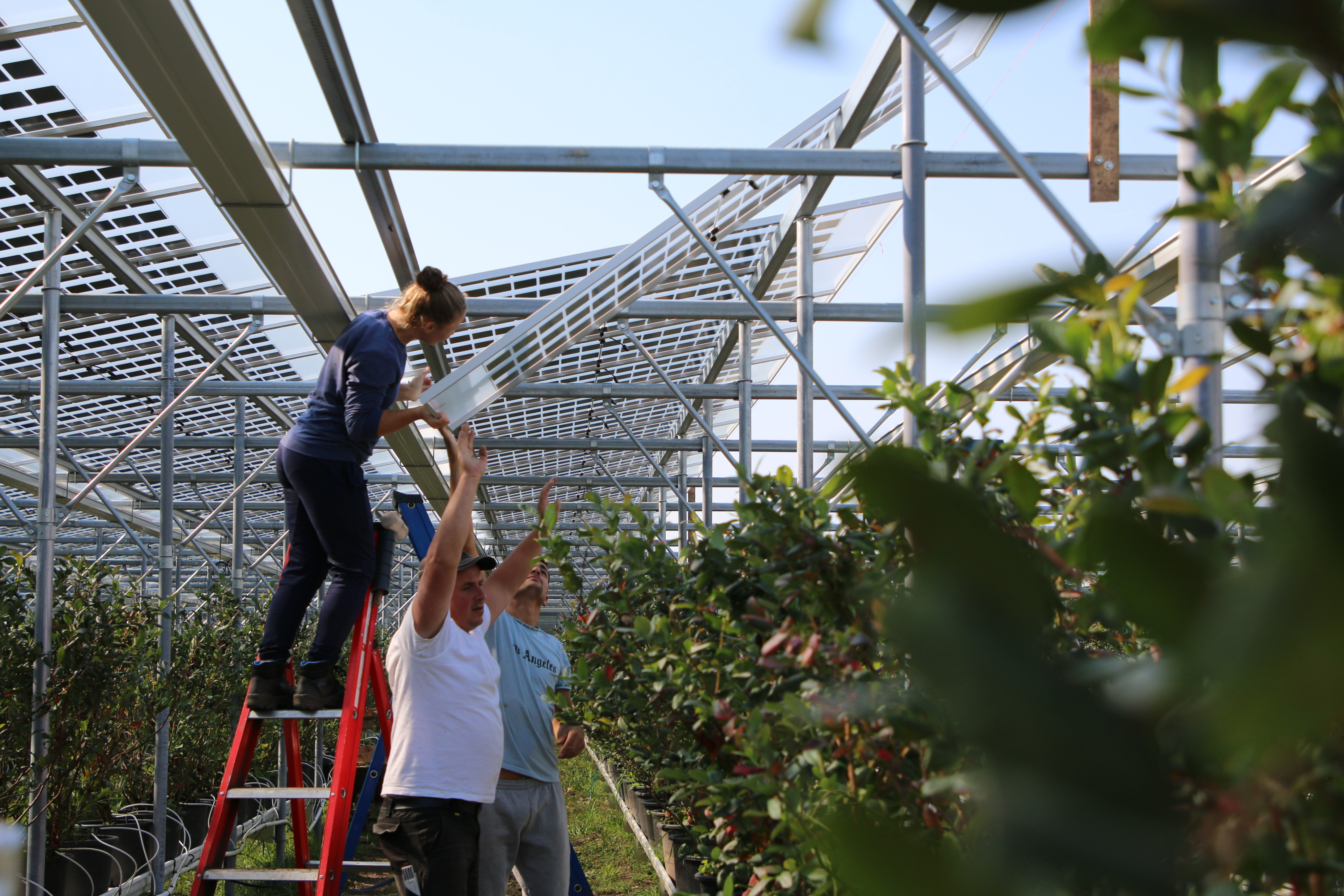 agrivoltaics