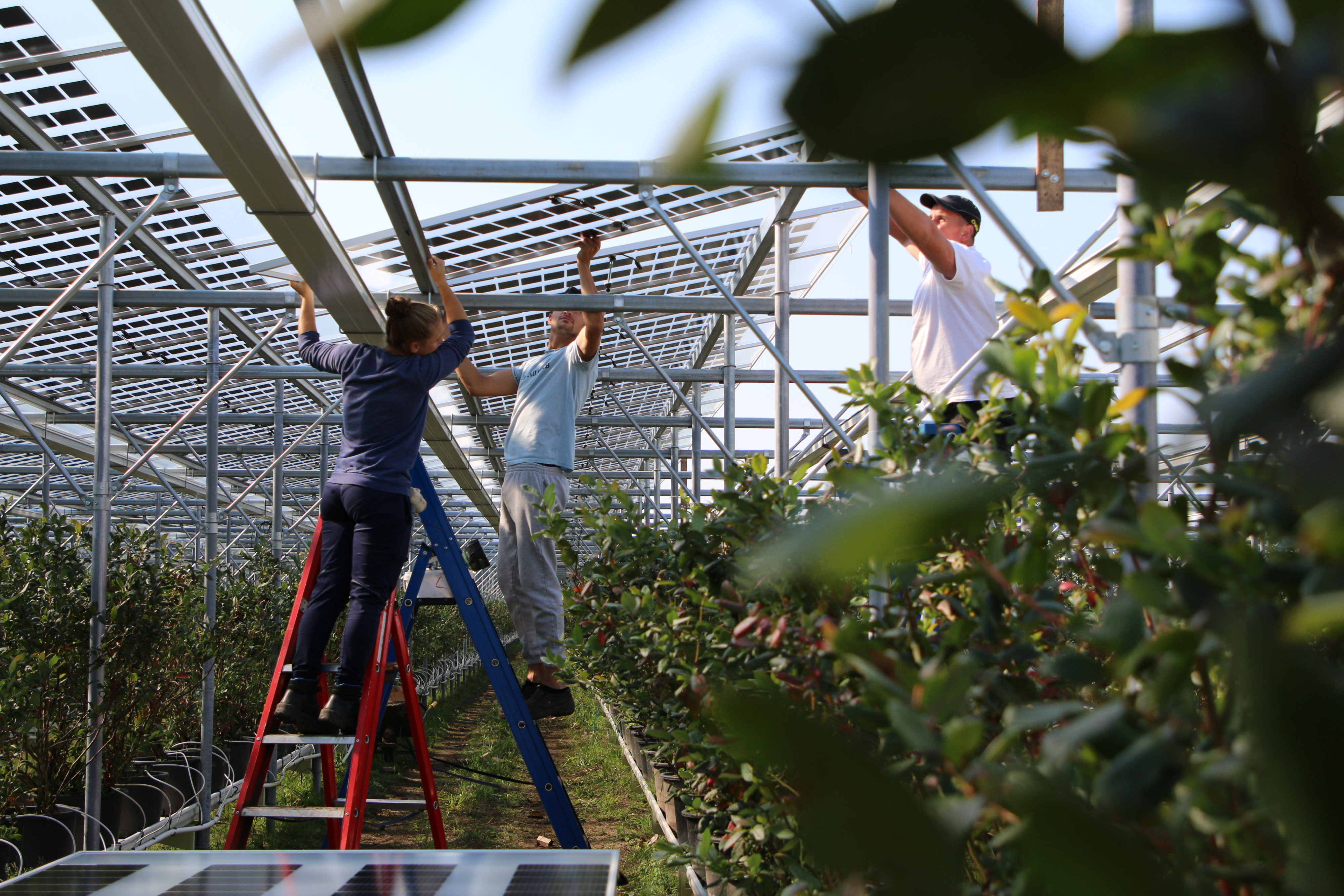 agrivoltaics