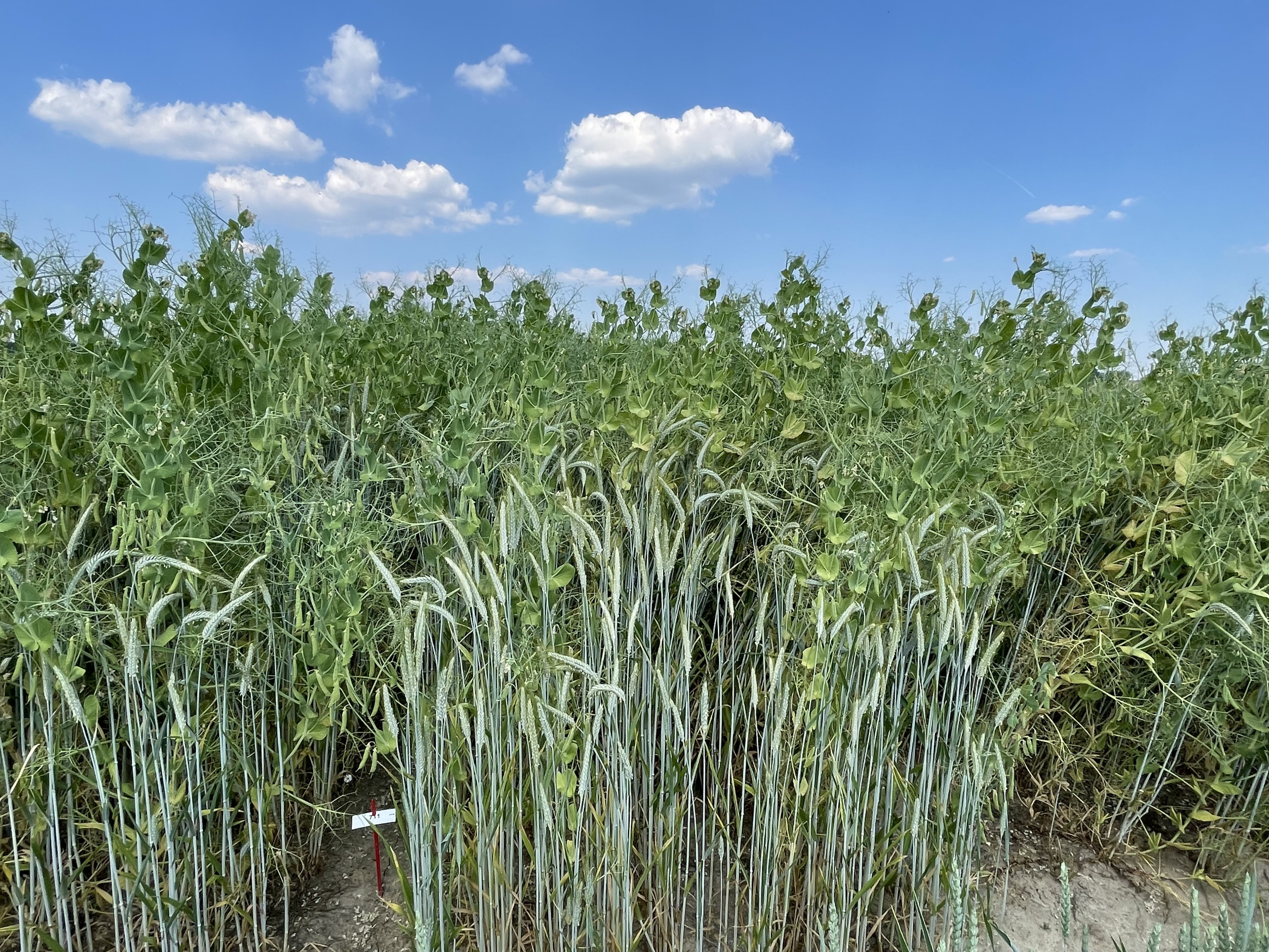 triticale-erwten
