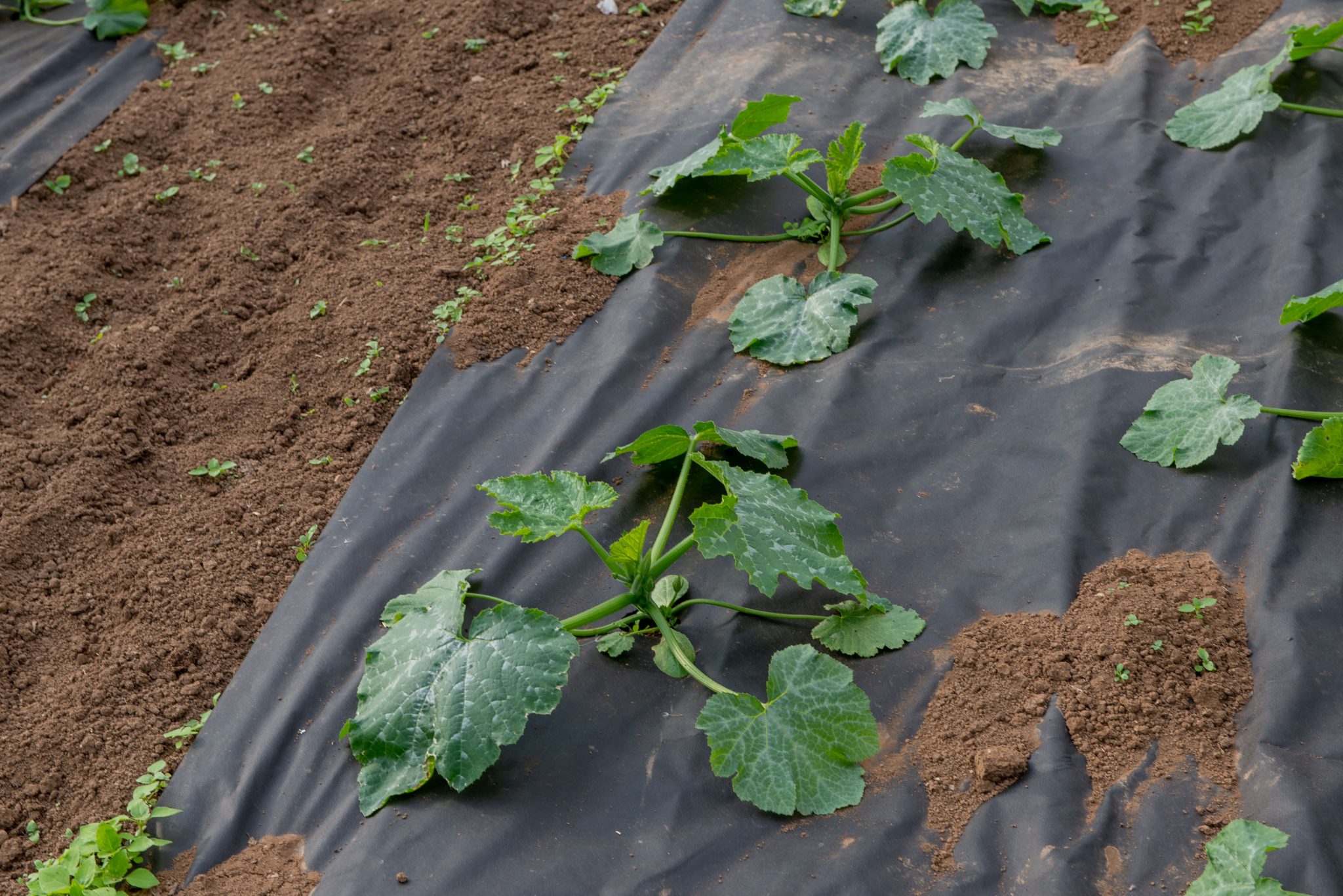 Insoil mulchfolies