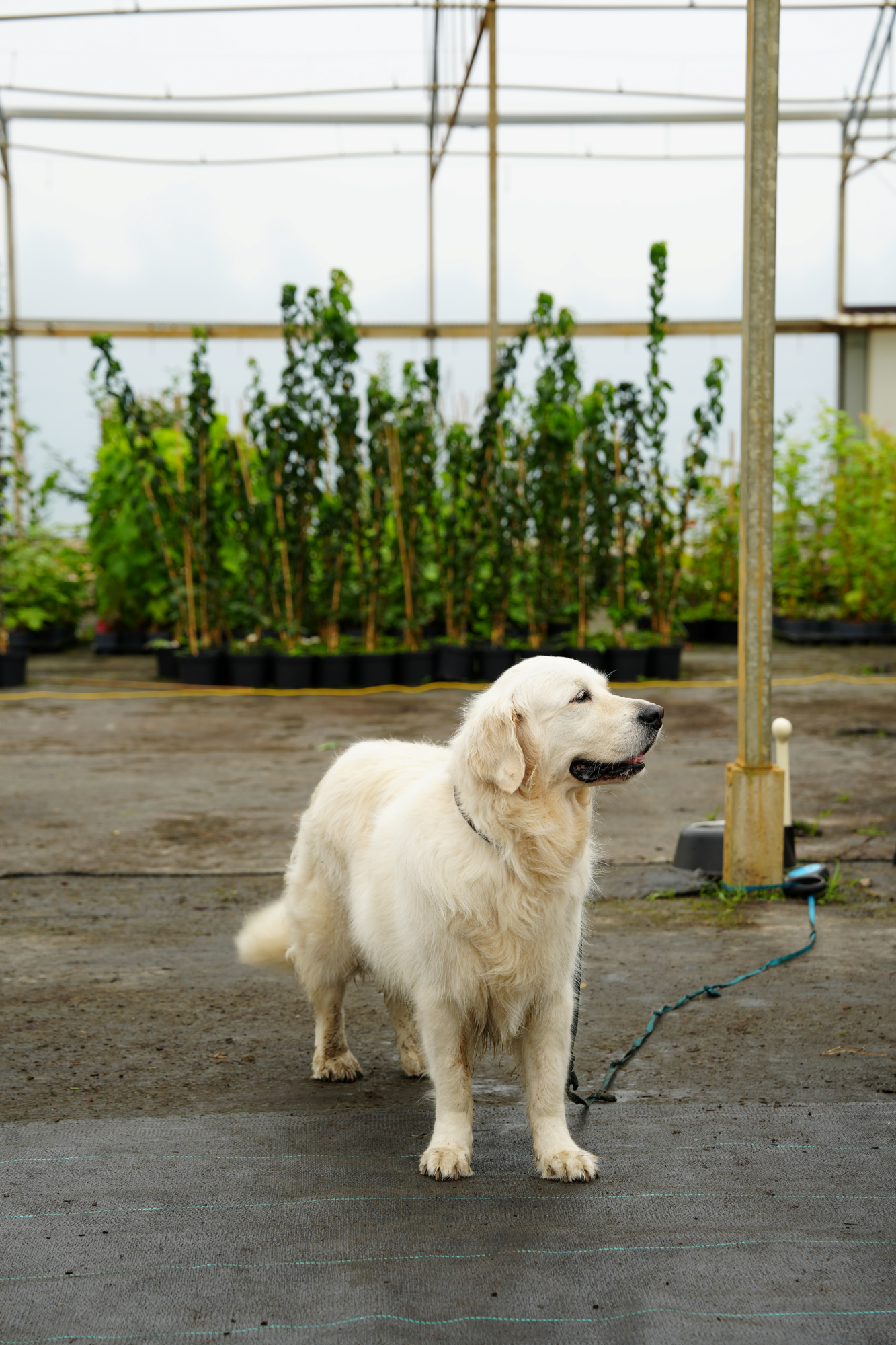 hond