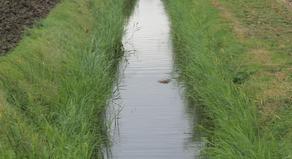 gracht