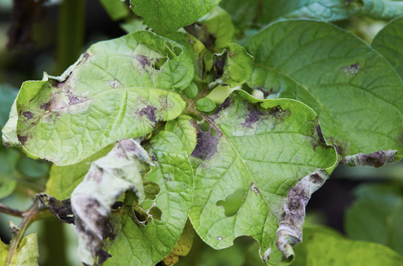 phytophtora