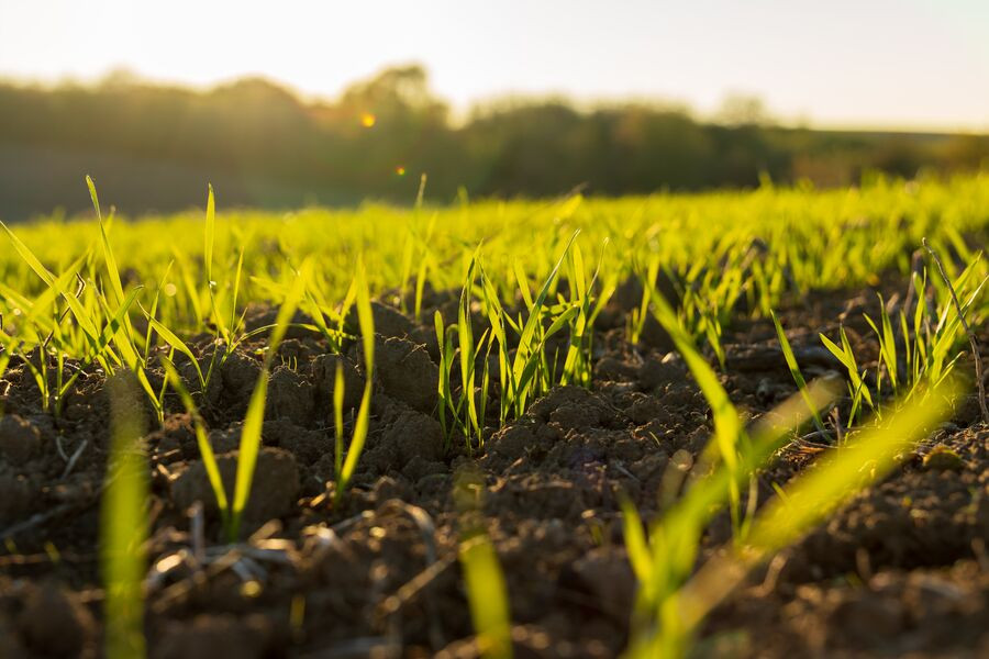 Syngenta