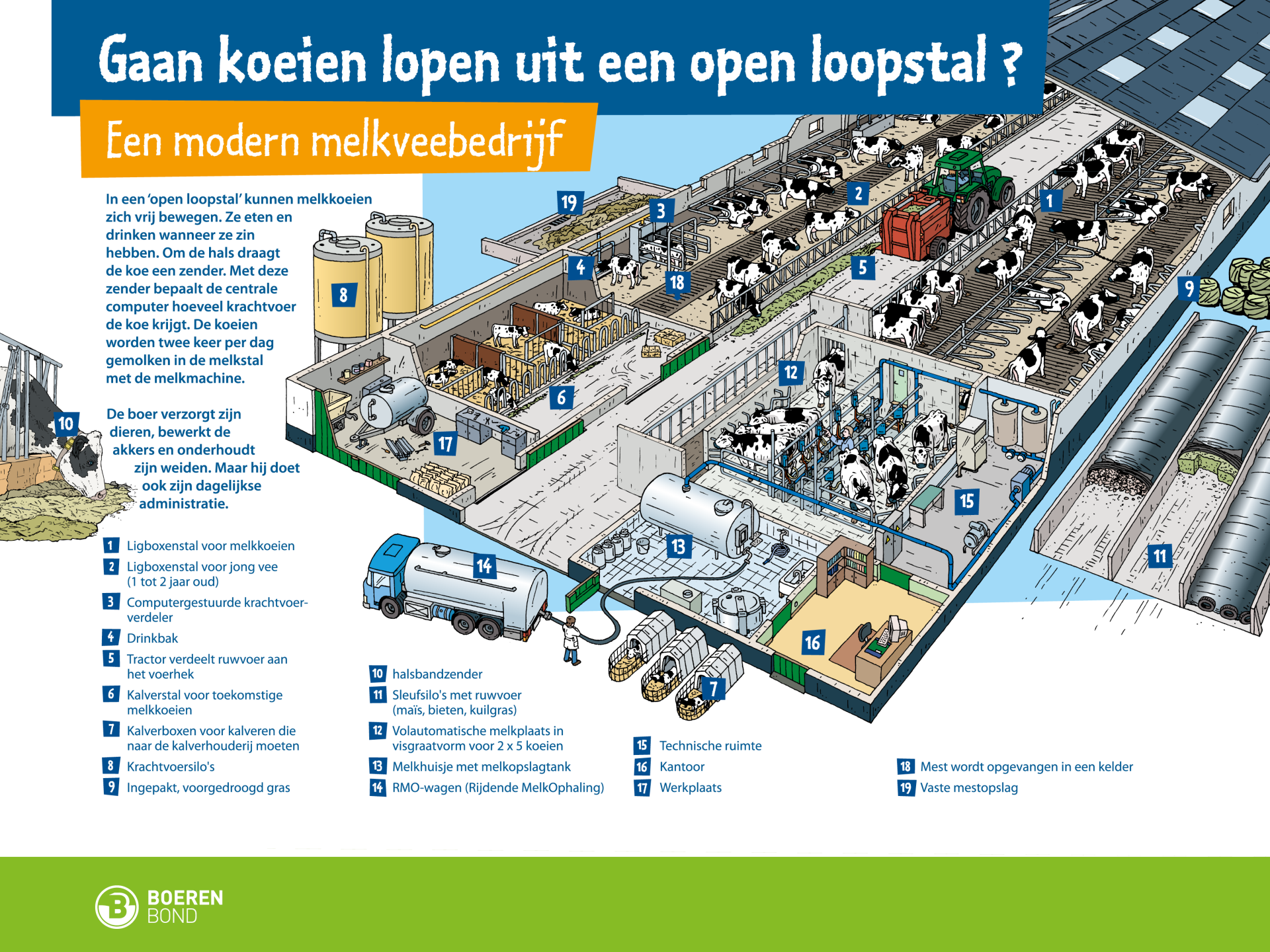 gaan koeien lopen uit een open loopstal