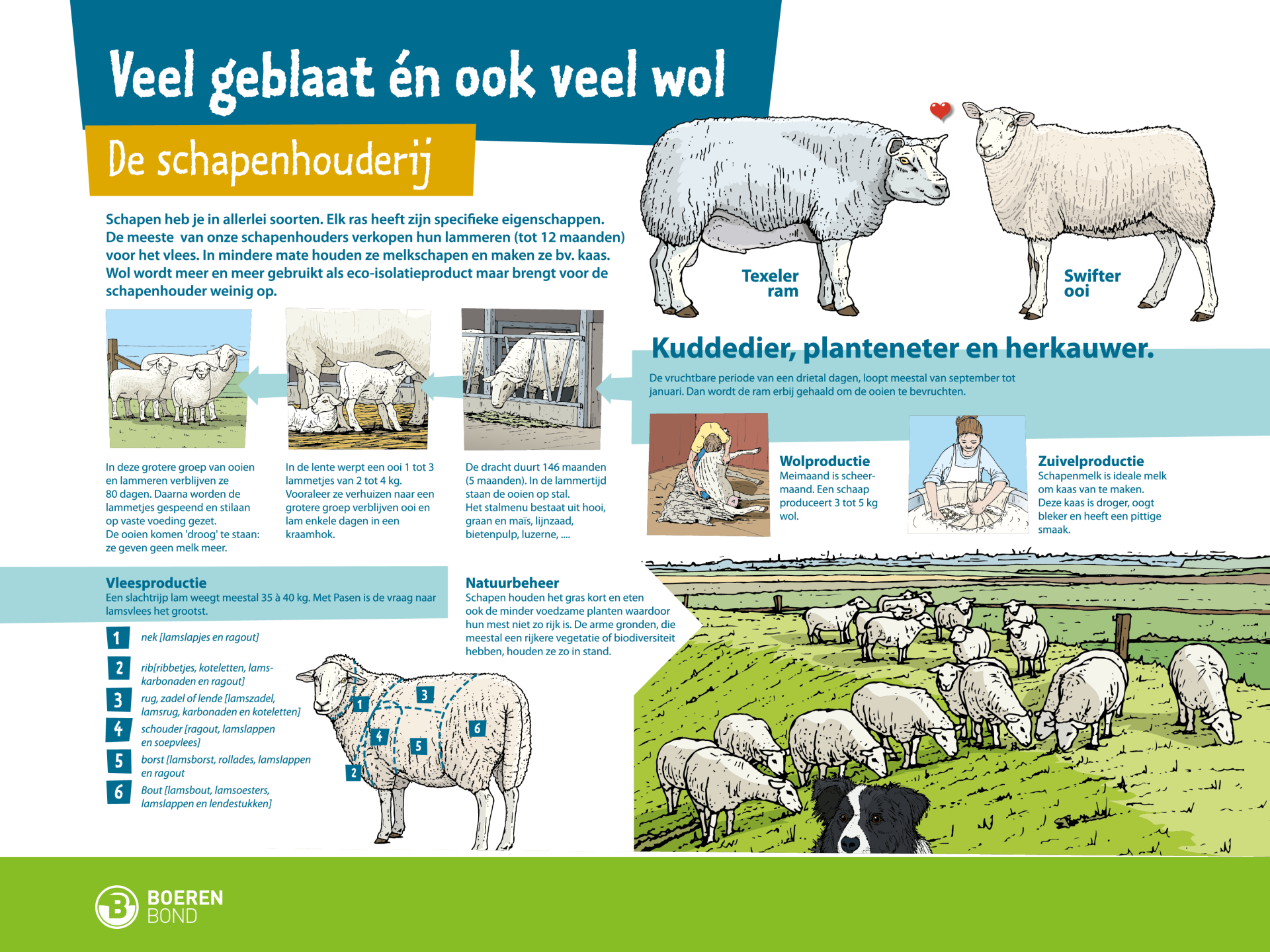 Veel geblaat