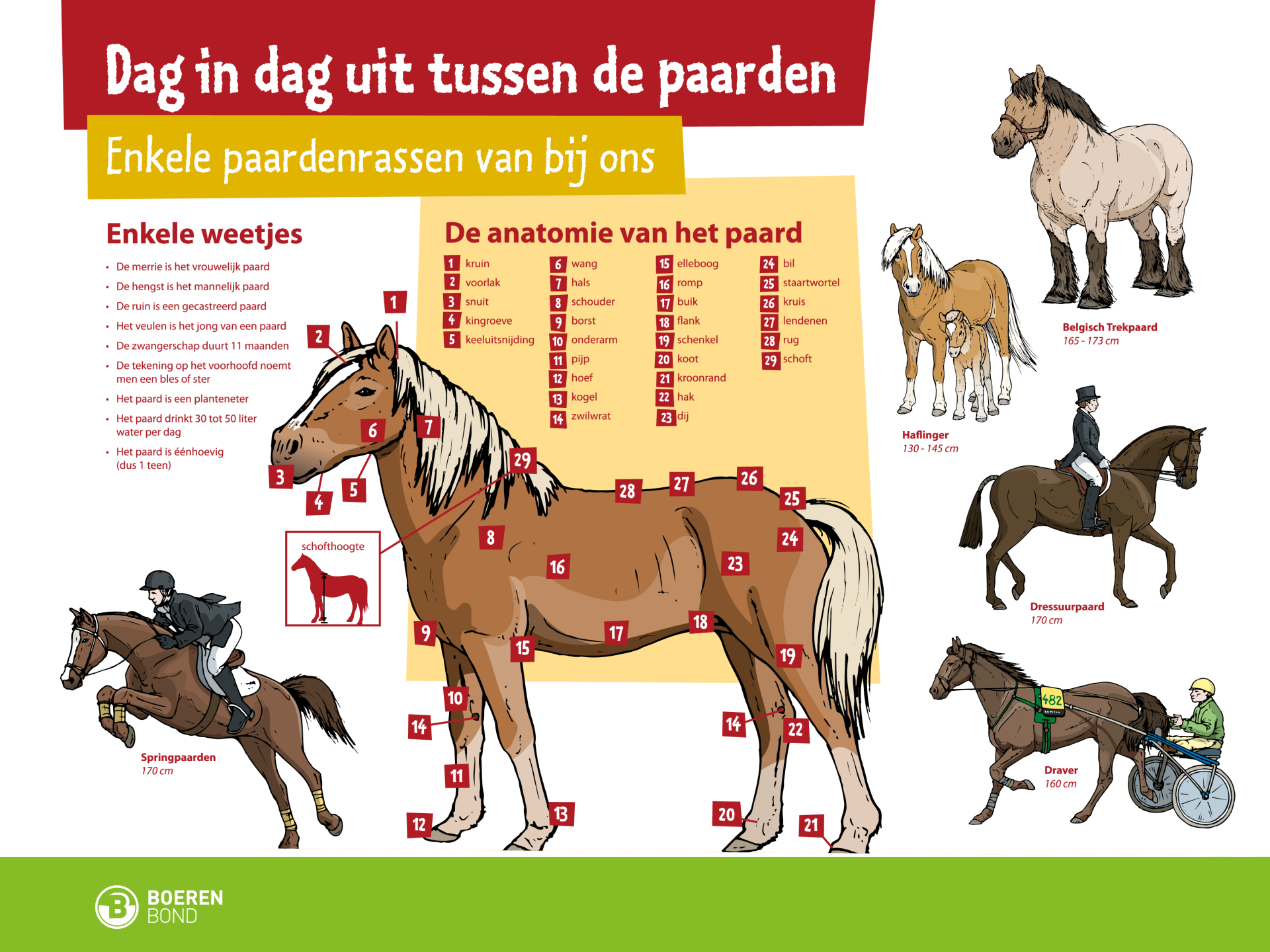 paarden