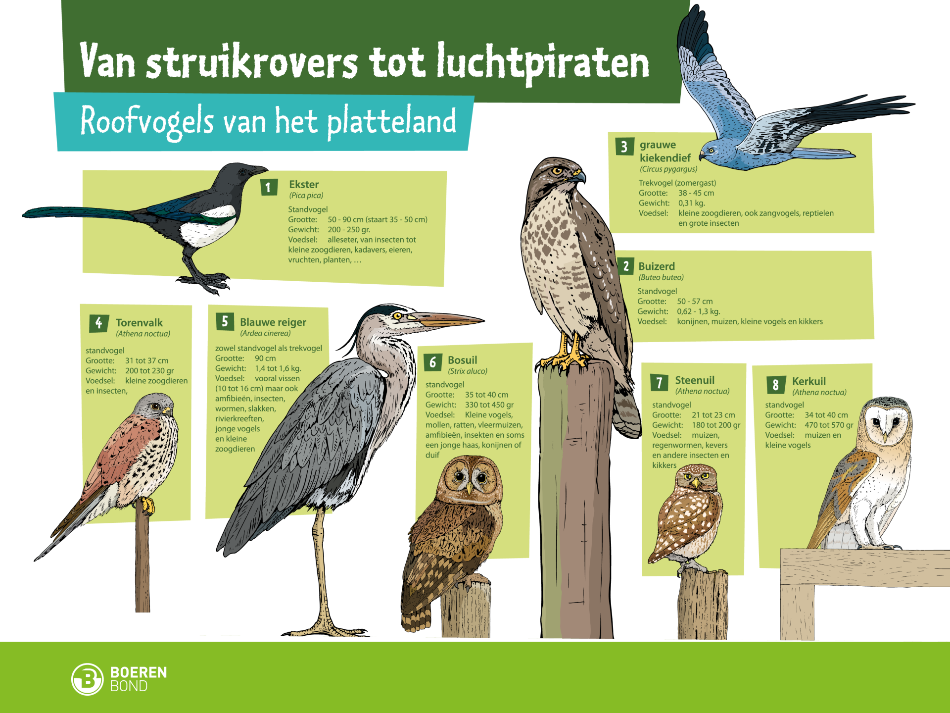 bord vogels 2/2