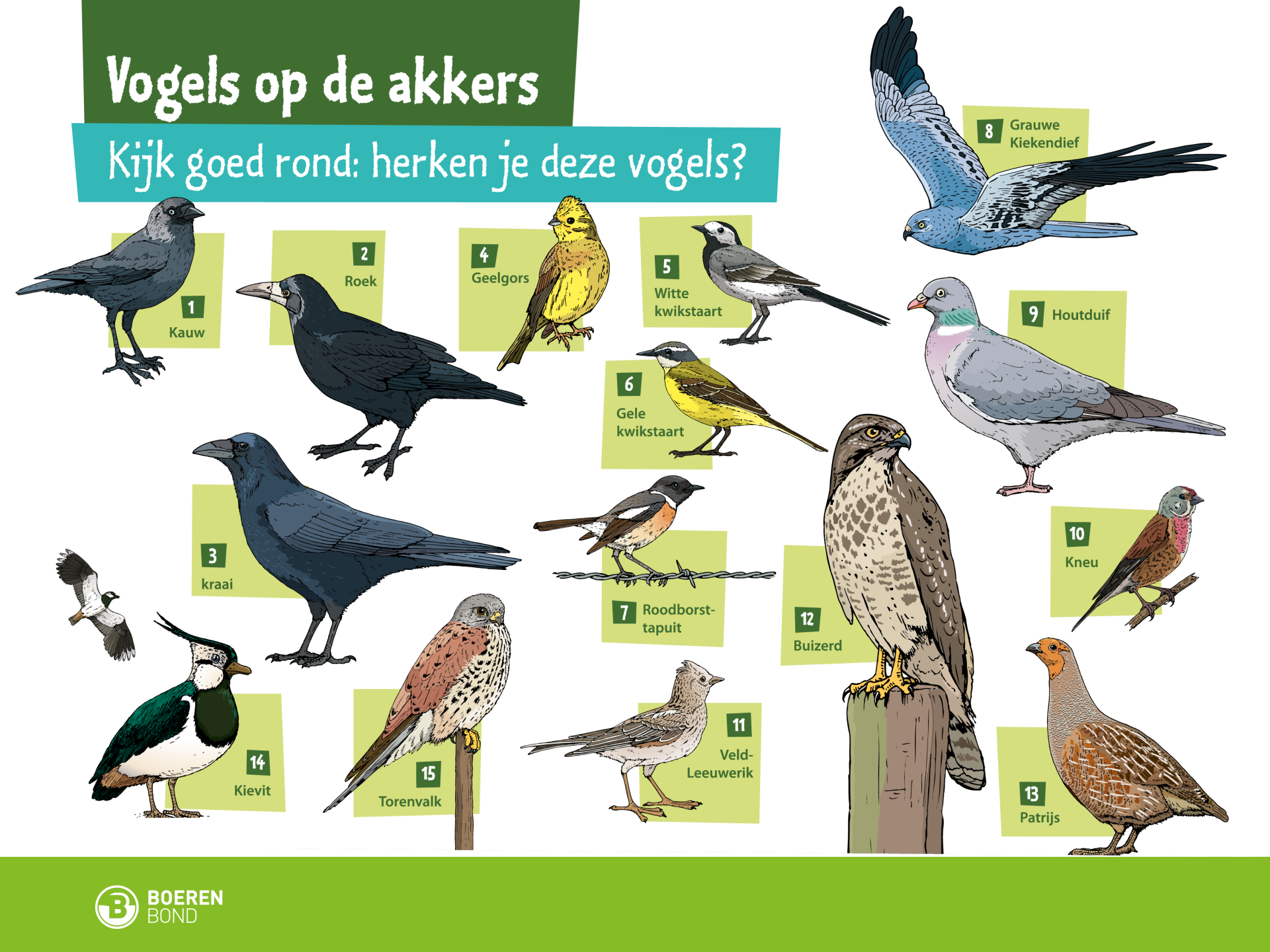 Bord vogels 3/3