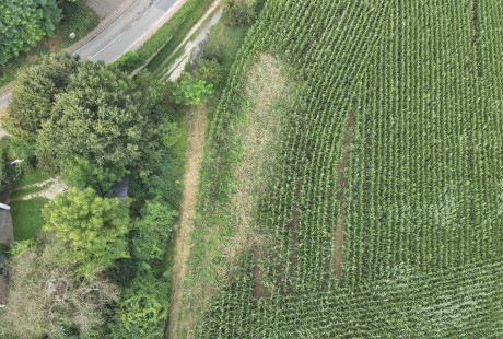Monitoring van wildschade in mais met drones