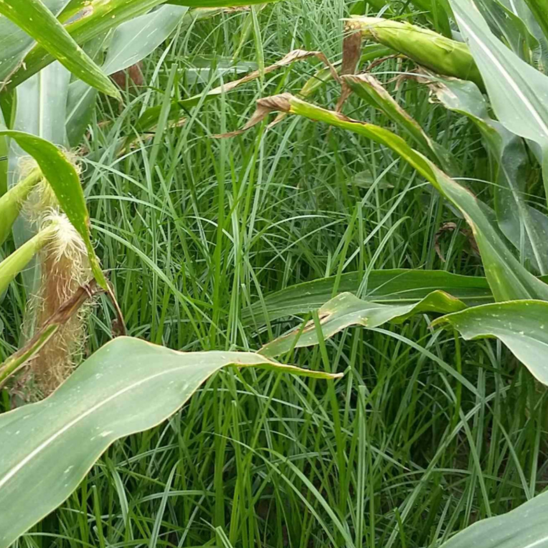 AI detecteert knolcyperus op dronebeelden, maar nog niet in elke teelt